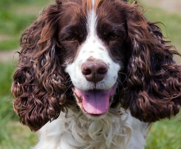 league one predictions, a picture of a spaniel that looks like Keegan